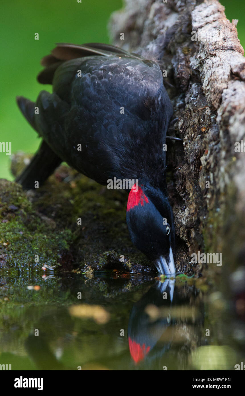 Zwarte Specht, Schwarzspecht, Dryocopus martius Stockfoto