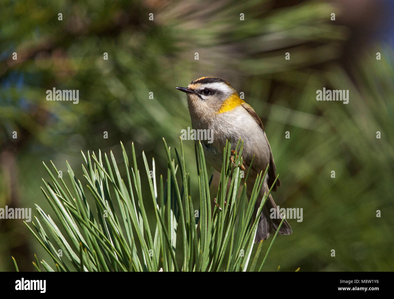 Firecrest, Vuurgoudhaan, Regulus ignicapilla Stockfoto