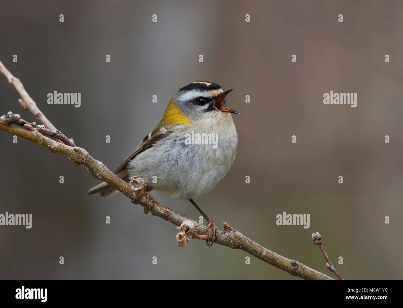 Firecrest, Vuurgoudhaan, Regulus ignicapilla Stockfoto