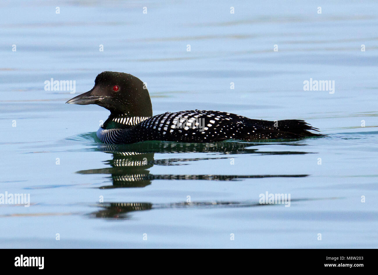 IJsduiker, Great Northern Loon, Gavia Immer Stockfoto