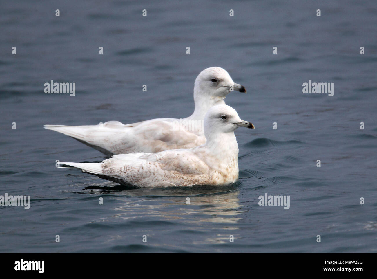 Kleine Burgemeester, Island Gull, Larus glaucoides Stockfoto