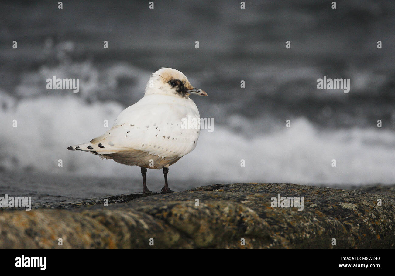 Ivoormeeuw, Elfenbein Gull, Pagophila eburnea Stockfoto