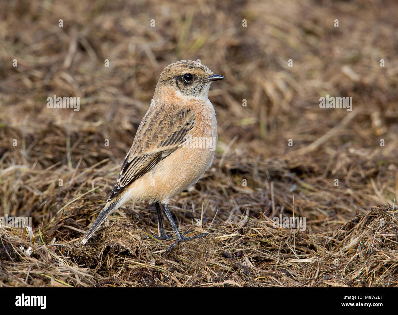 Vogel Bild von Hugh Harrop Stockfoto