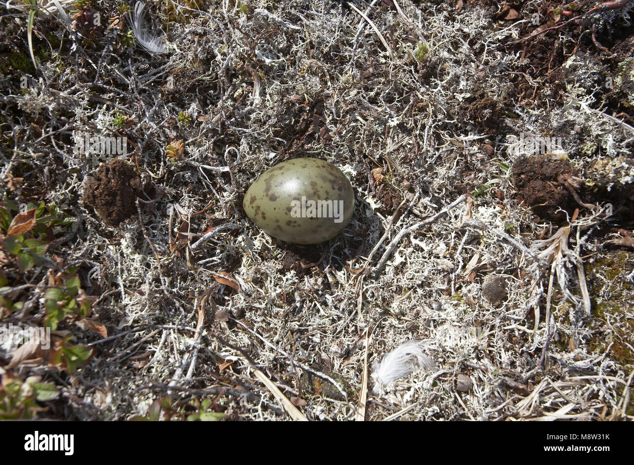 Nest met ei van Kleinste Jager; Nest mit Eiern von Long-tailed jaeger Stockfoto