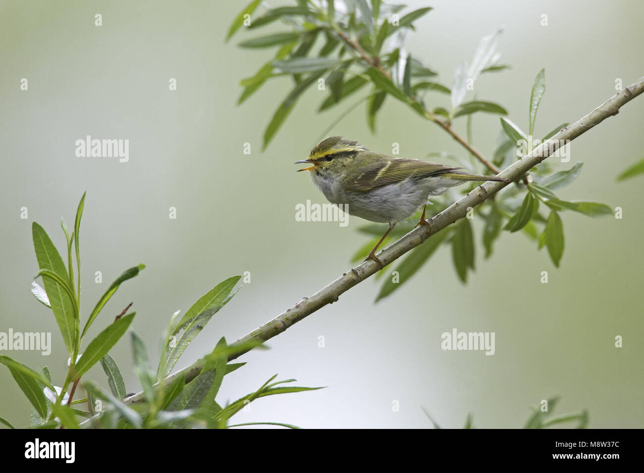 Pallass Blatt Warbler männlichen Gesang; Pallas Boszanger Mann zingend Stockfoto