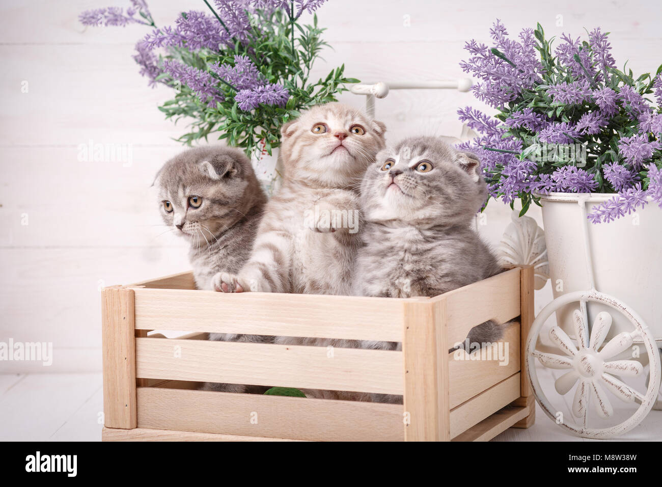 Ein Triple des Schottischen Kätzchen in einer Holzkiste. Lavendelblüten im Hintergrund Stockfoto