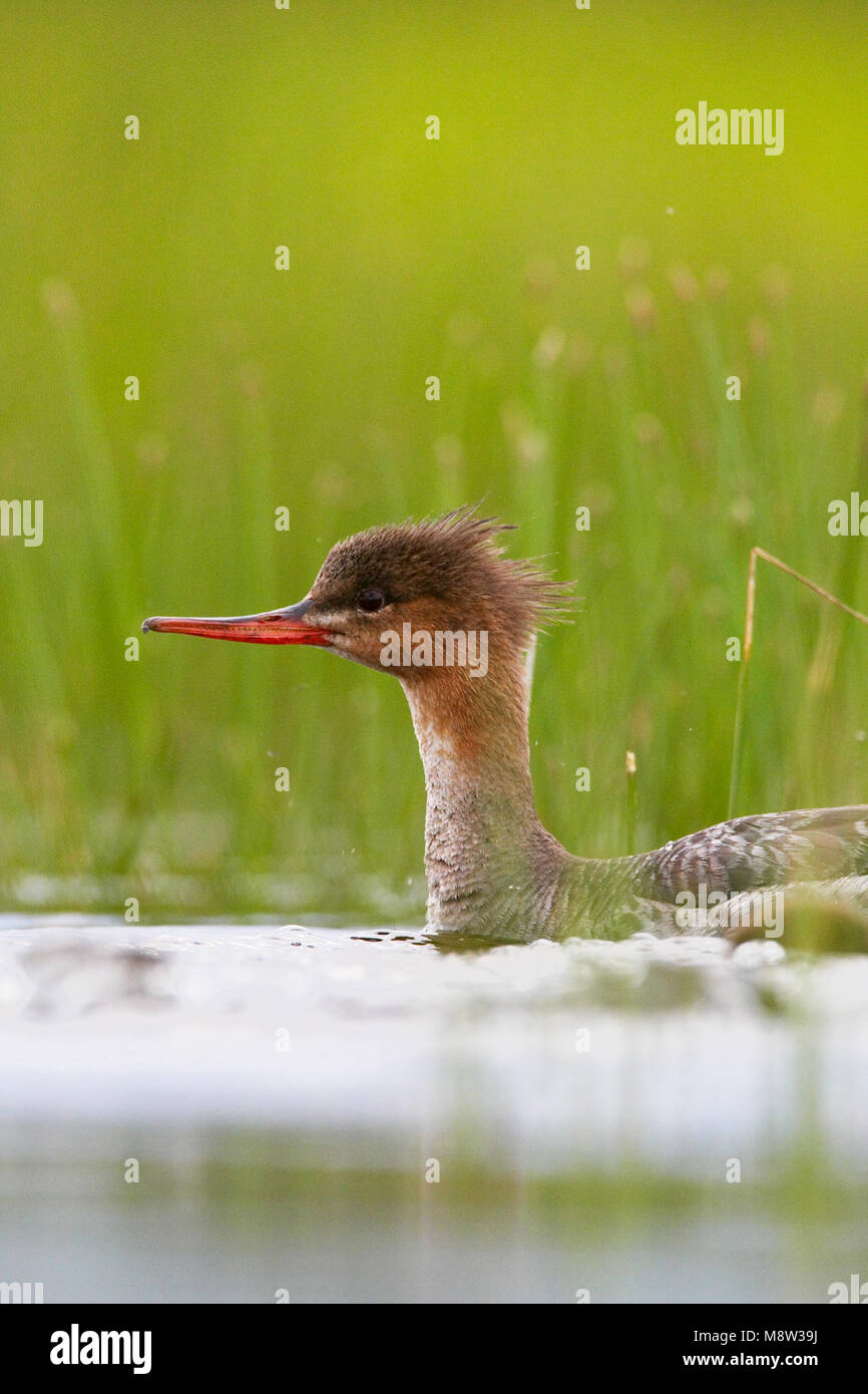 Middelste Zaagbek zwemmend vrouwtje; Red-breasted Merganser weiblichen Schwimmen Stockfoto