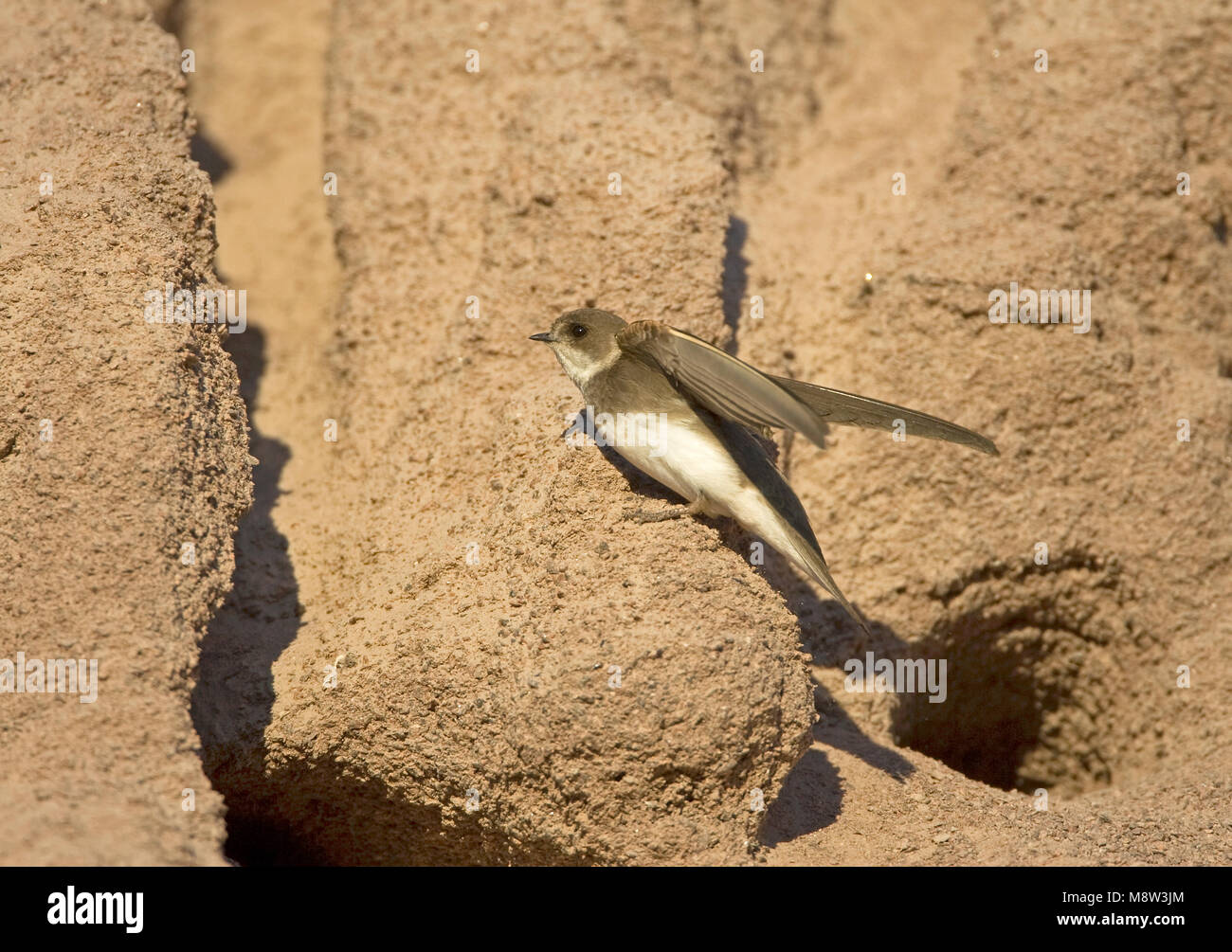 Oeverzwaluw bij nesthol; Sand Martin im Nest öffnen Stockfoto