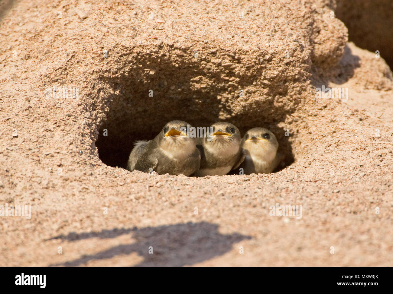 Oeverzwaluw bij nesthol; Sand Martin im Nest öffnen Stockfoto