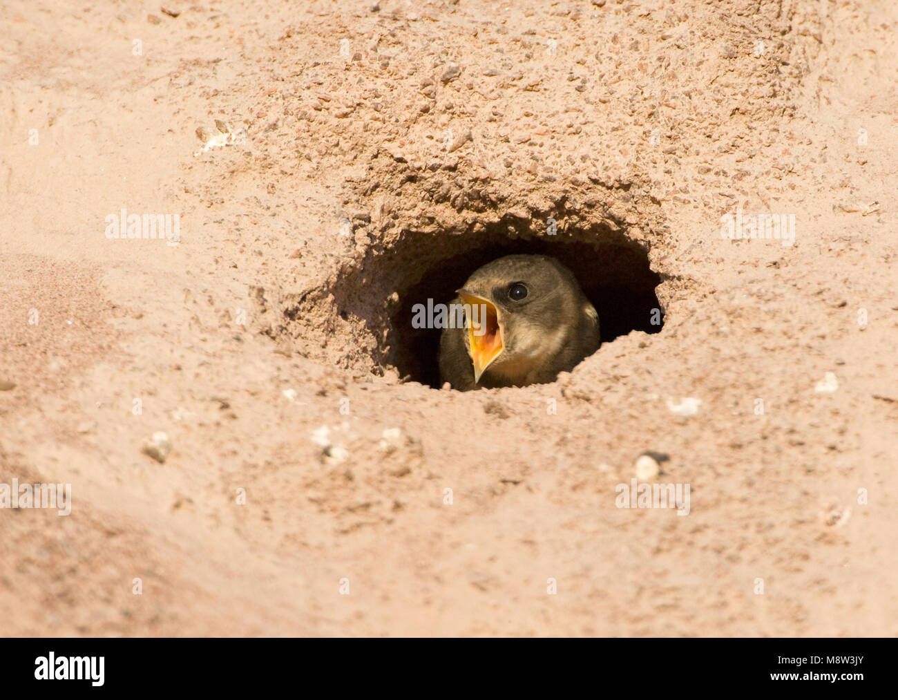 Oeverzwaluw bij nesthol; Sand Martin im Nest öffnen Stockfoto