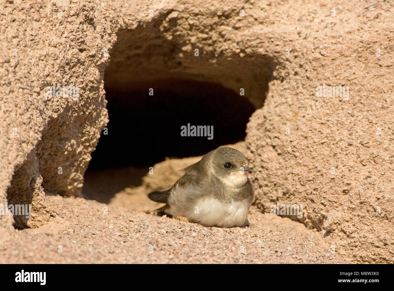 Oeverzwaluw bij nesthol; Sand Martin im Nest öffnen Stockfoto