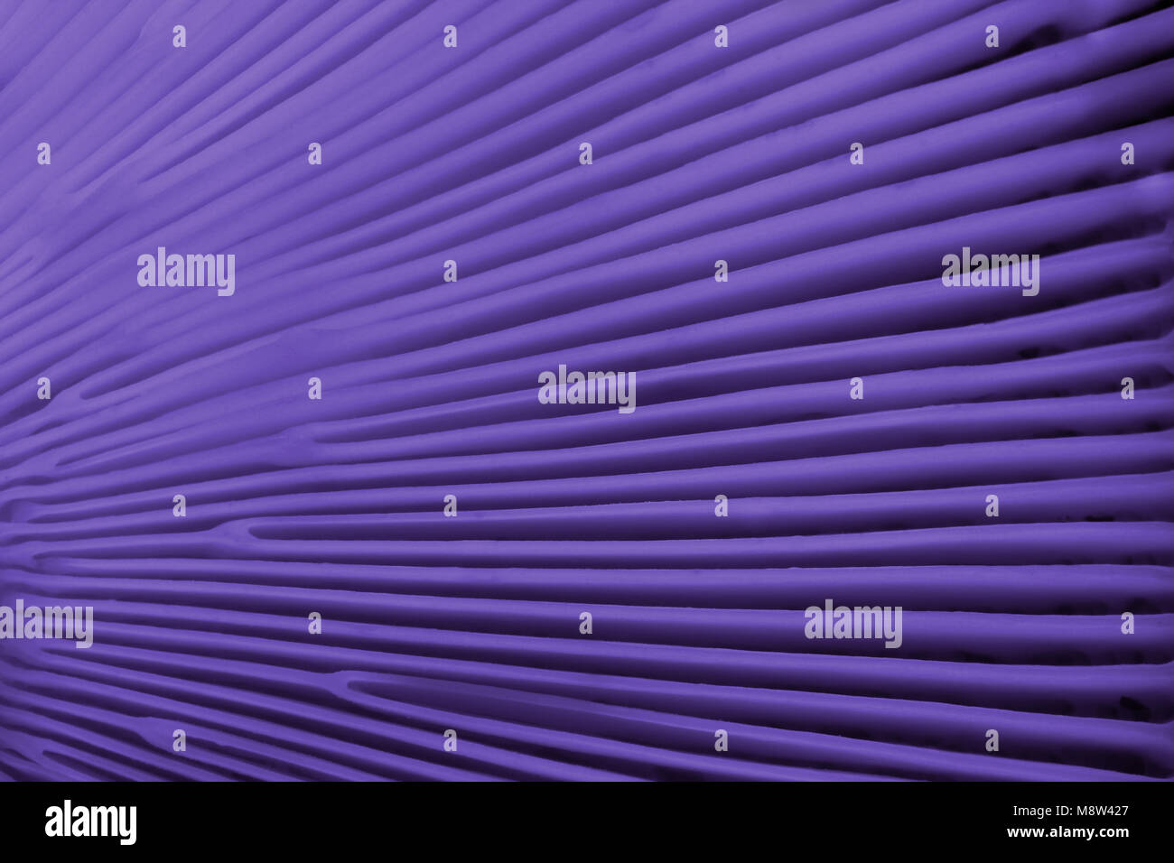 Blick auf den Aufbau der Kiemen der Pilzscheibe (von unten) Close-up - Hintergrund - Ultra Violet Stockfoto