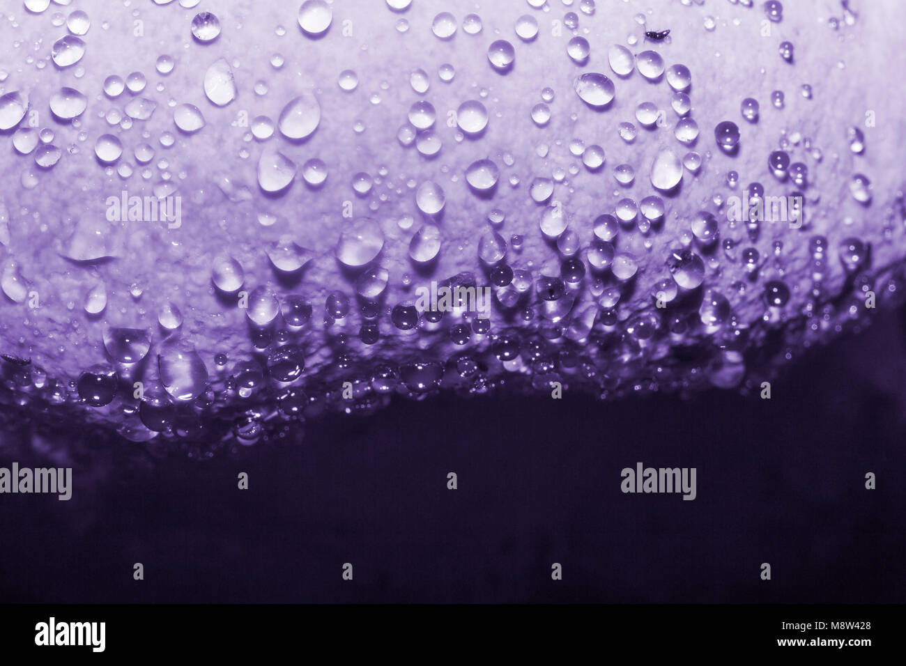 Morgentau auf pilzkopf getönten in Ultra Violet Stockfoto