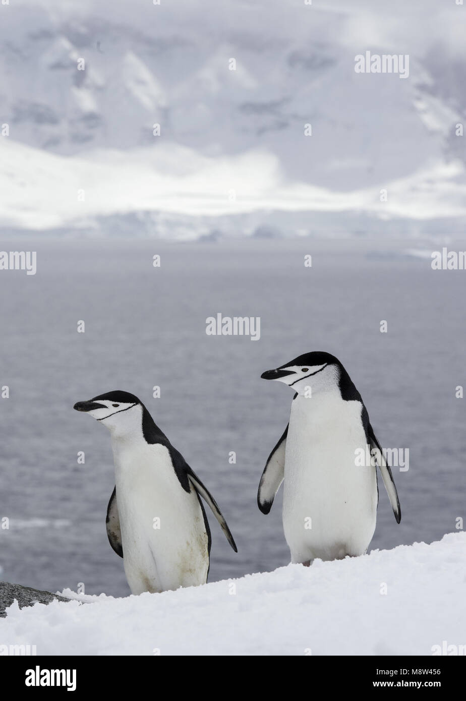 Zügelpinguin Pygoscelis antarcticus, Keelbandpinguin, Stockfoto