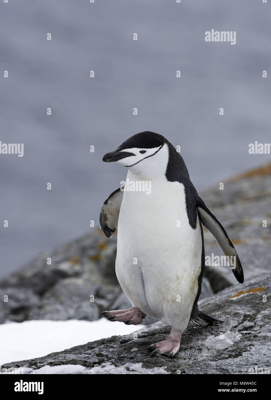 Zügelpinguin Pygoscelis antarcticus, Keelbandpinguin, Stockfoto