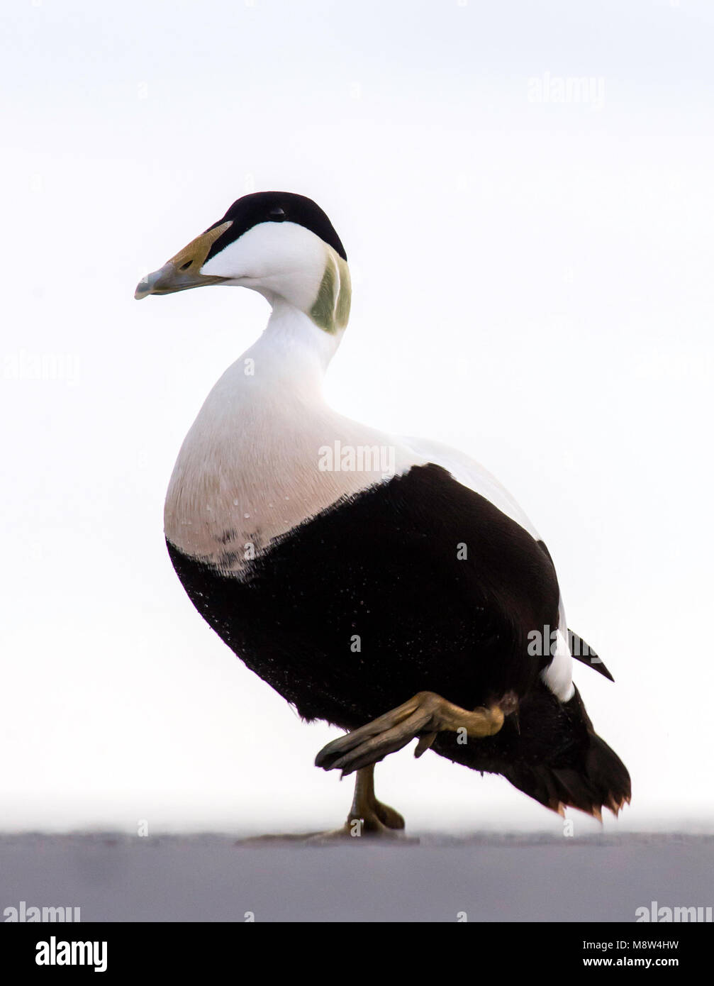 Mannetje Eider; Gemeinsame Eider Männlich Stockfoto