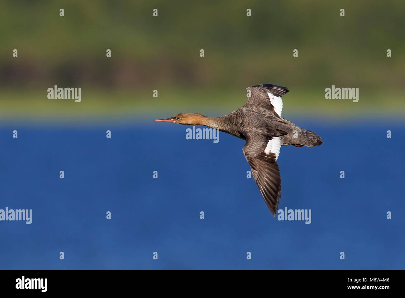 Middelste Zaagbek in Vlucht, Red-breasted Merganser im Flug Stockfoto