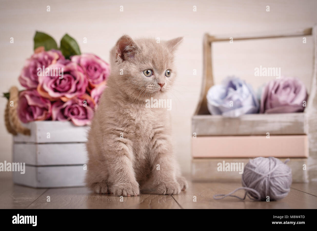 Lop-eared Kätzchen spielt. Schottland Katze, Kitten. Wenig verspielte Kätzchen mit Ball von Threads. Blumenstrauß. In das Feld auf dem Hintergrund Stockfoto