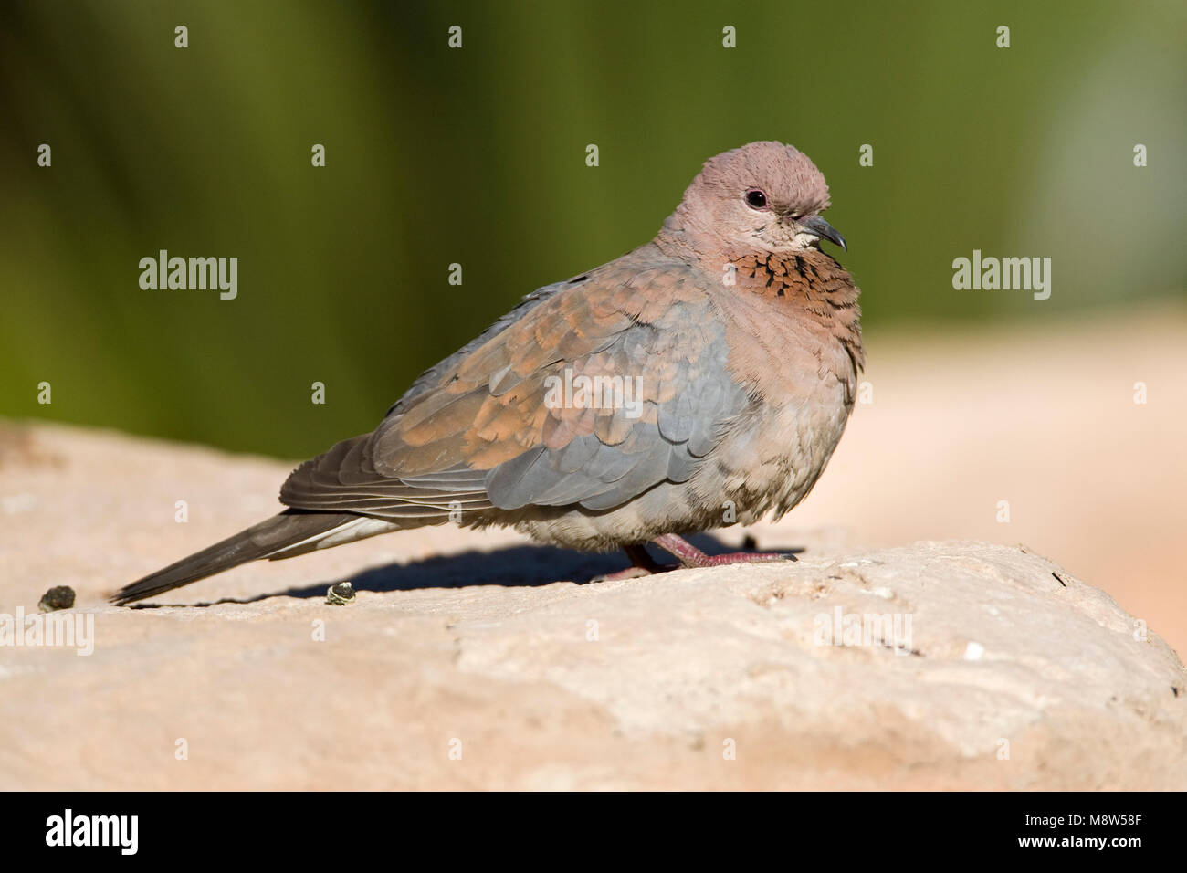 Palmtortel, Lachen Taube, Streptopelia senegalensis Stockfoto