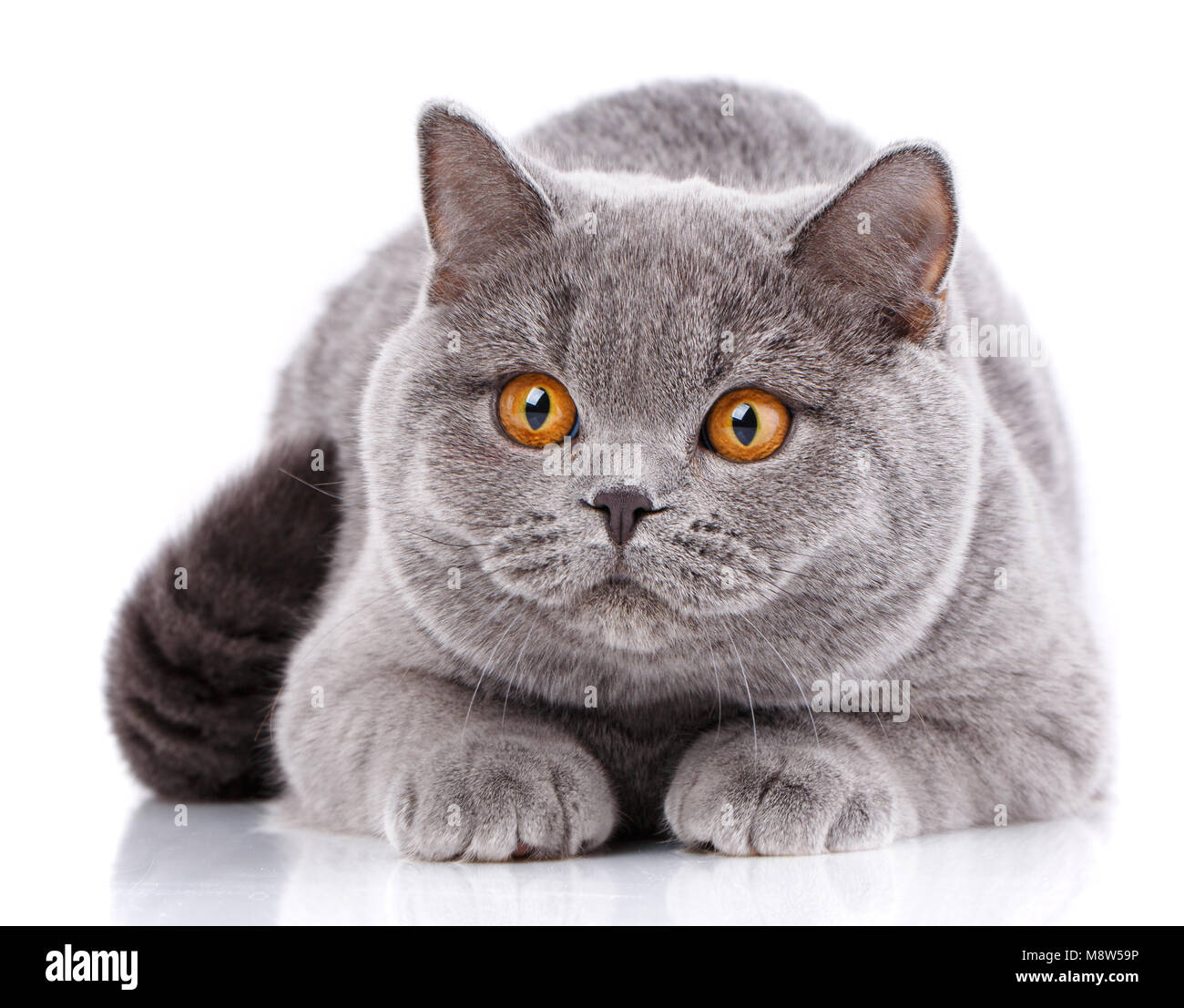 Portrat Grosse Graue Katze British Gerade Mit Gelben Augen Die Auf Einem Weissen Hintergrund Liegt Stockfotografie Alamy