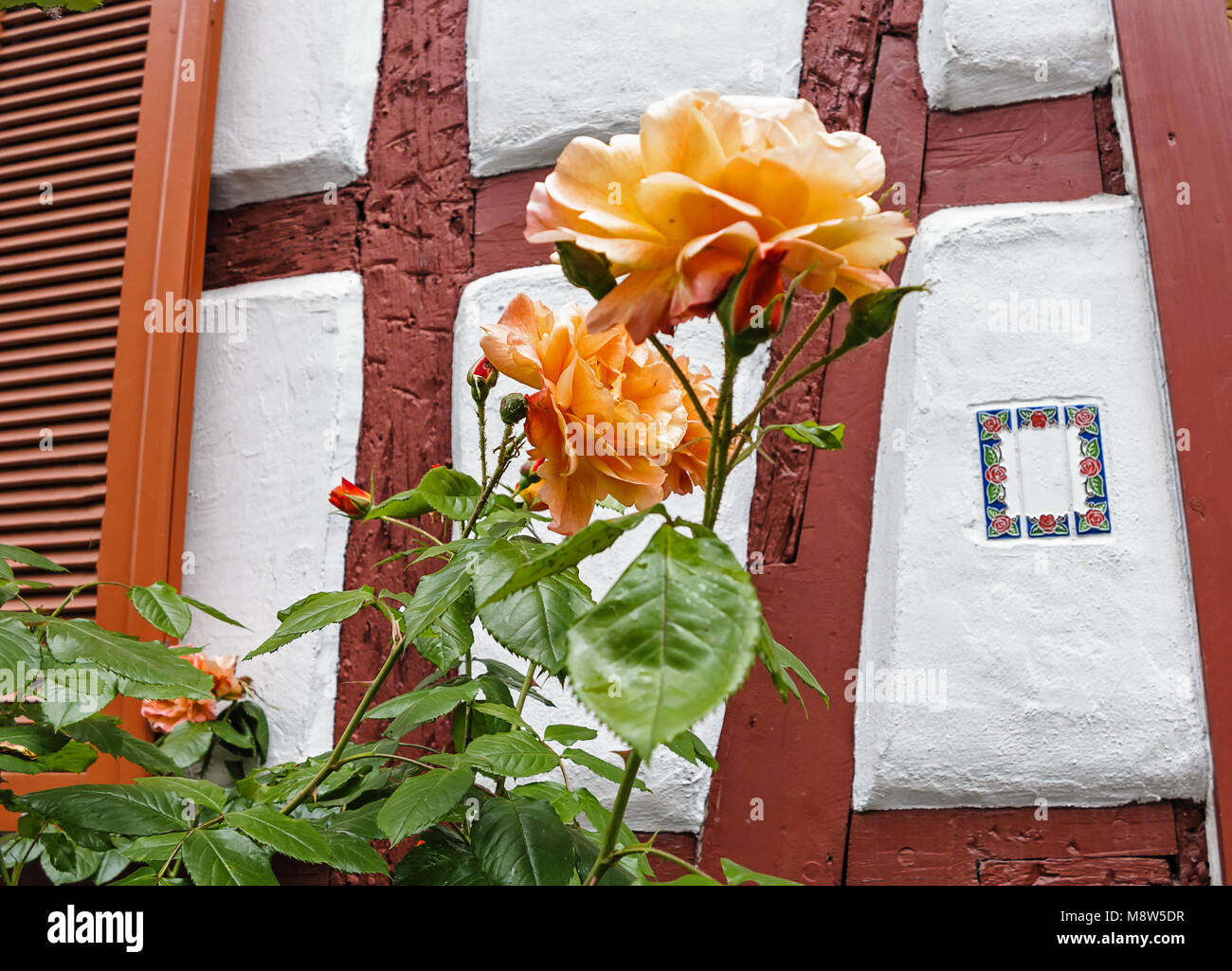 Lachsfarbene Climbing Roses gegen das Fachwerkhaus an der Wand Stockfoto