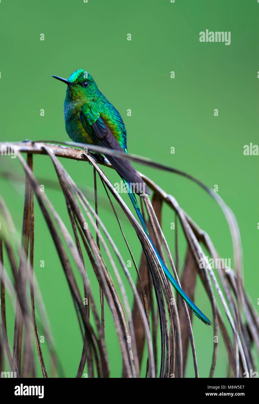 Langstaartnimf zittend in Struik; Long-tailed Sylph gehockt Stockfoto