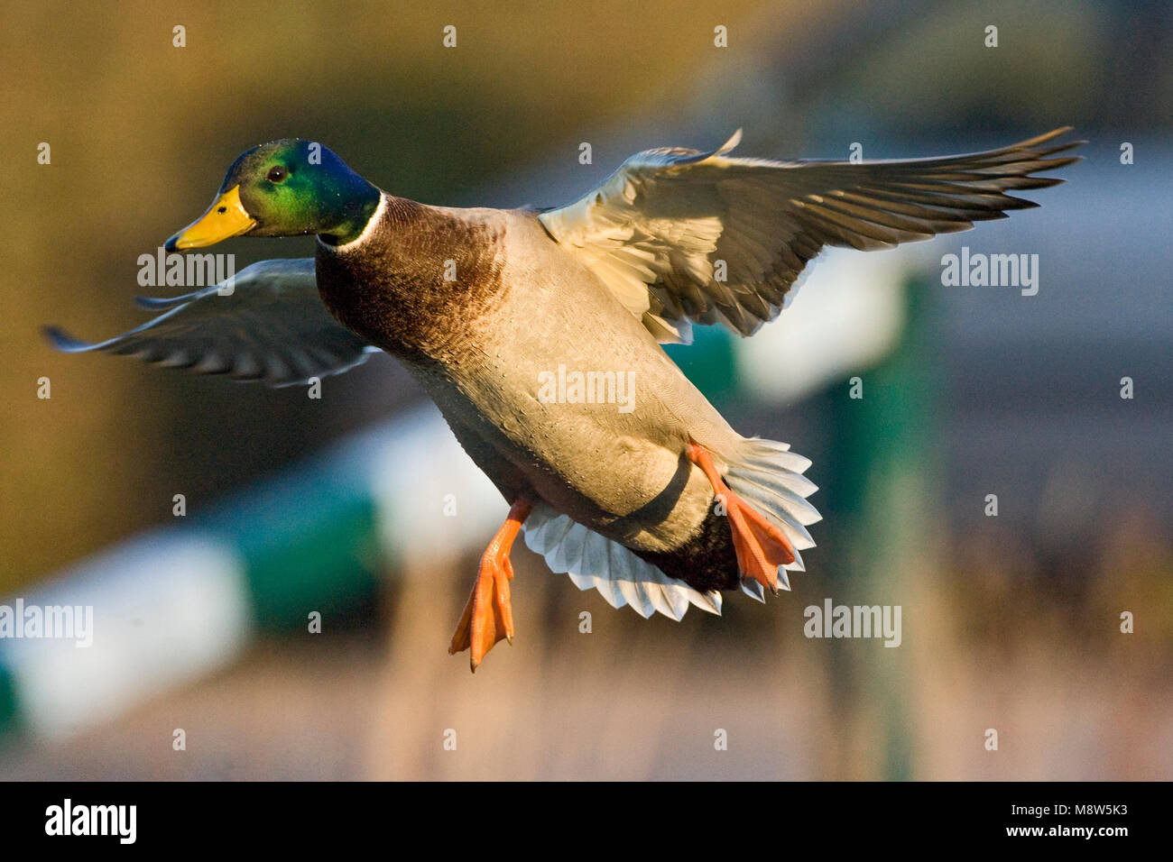 Mannetje Wilde Eend in de Vlucht; Männliche Stockente im Flug Stockfoto