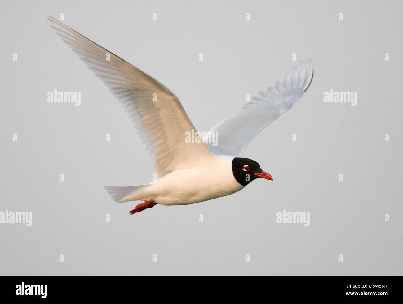 Mediterranean Gull nach Fliegen; Zwartkopmeeuw volwassen Vliegend Stockfoto