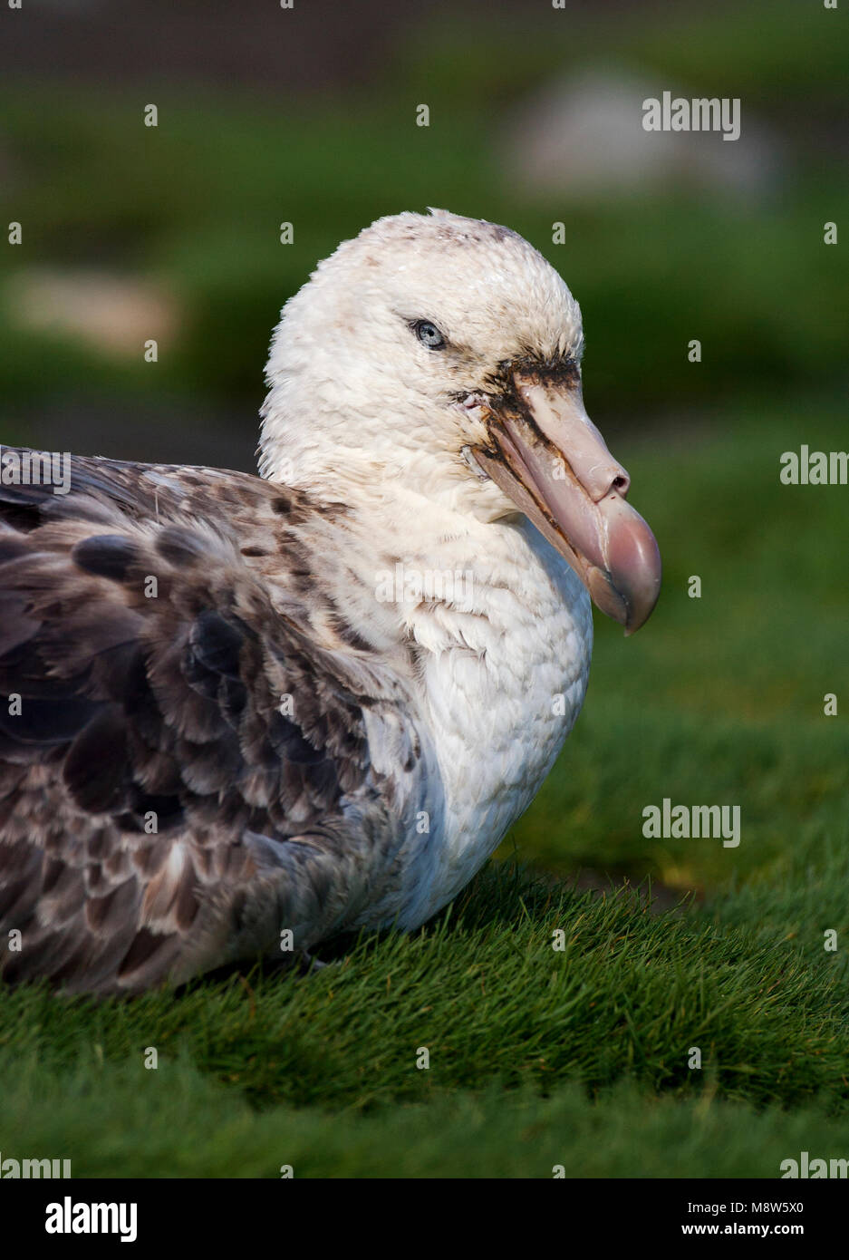 Noordelijke Reuzenstormvogel portret; Hall's Giant Petrel close-up Stockfoto