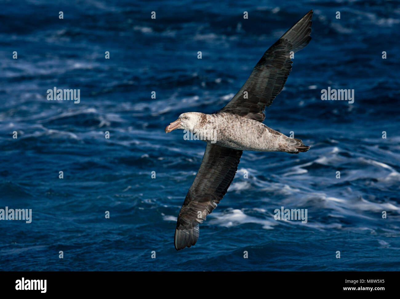 Noordelijke Reuzenstormvogel vliegend; Hall's Giant Petrel fliegen Stockfoto