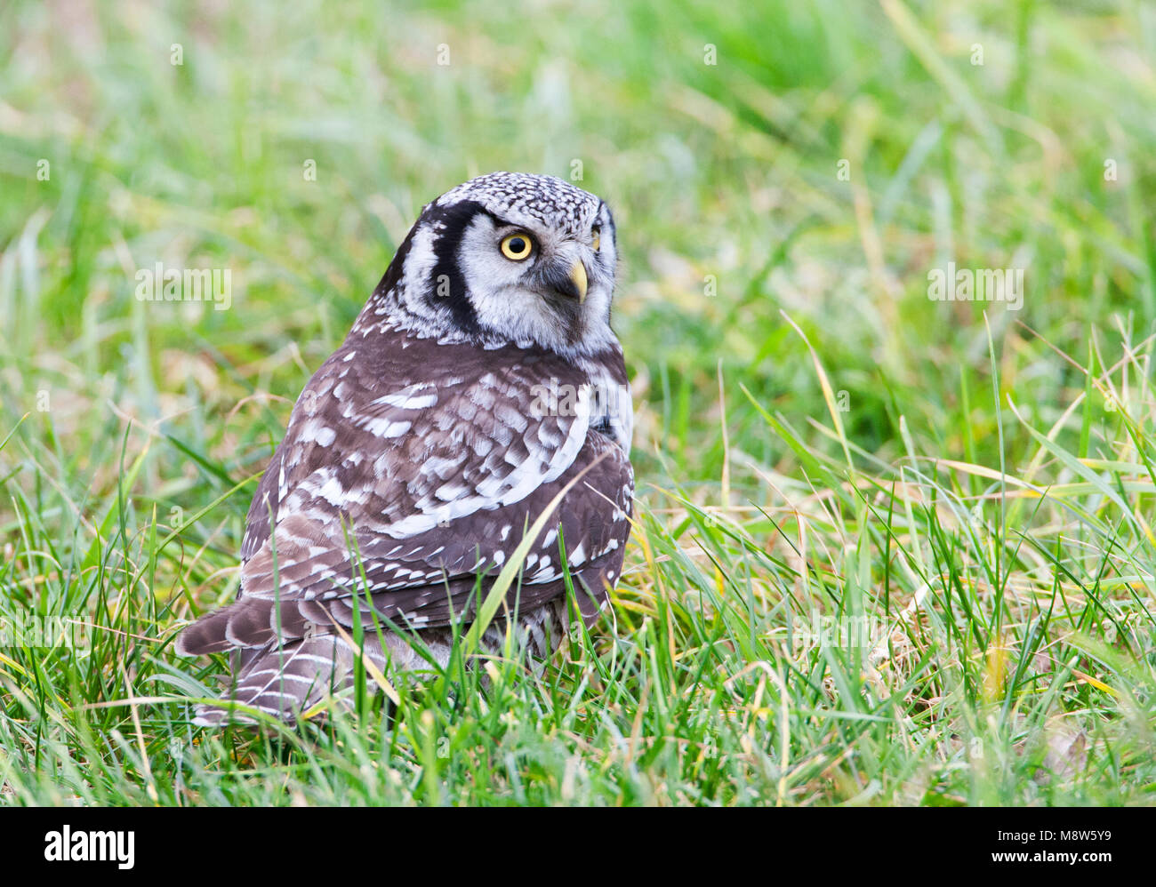 Sperweruil, Northern Hawk Owl, Surnia ulula Stockfoto