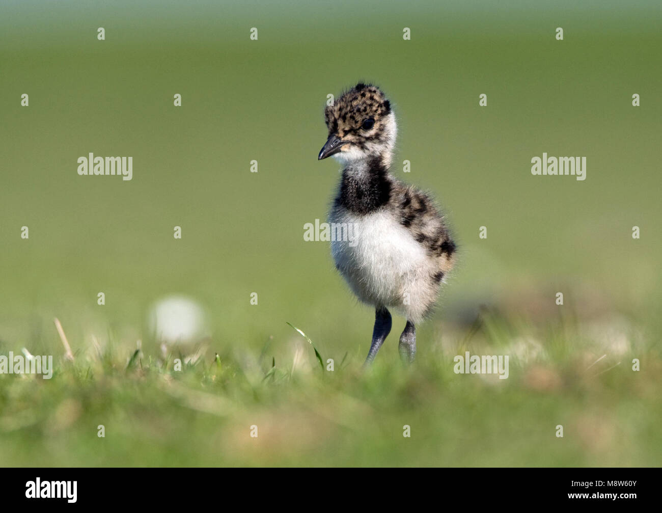 Kuiken gegründet van Kievit; nördliche Kiebitz Küken Stockfoto