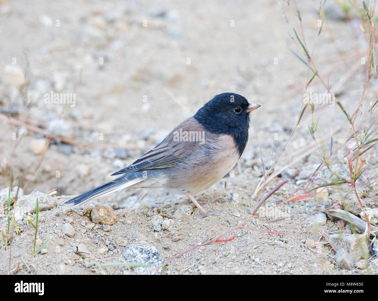Grijze Junco, Oregon Dark-eyed Junco Stockfoto