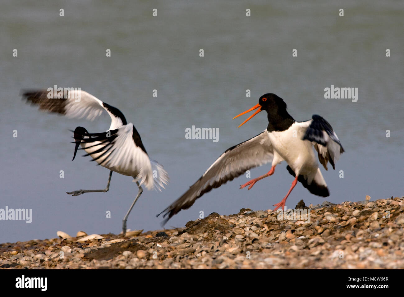 Scholekster de Kluut vechtend; Eurasischen Austernfischer und Pied Avocet kämpfen Stockfoto