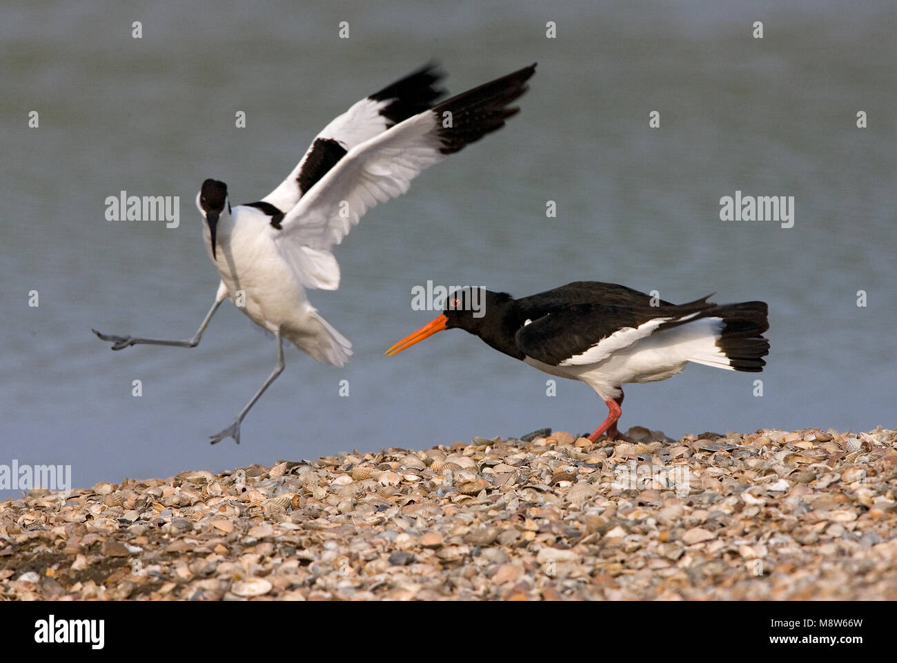 Eurasischen Austernfischer und Pied Avocet argumentieren; Scholekster de Kluut kibbelend Stockfoto