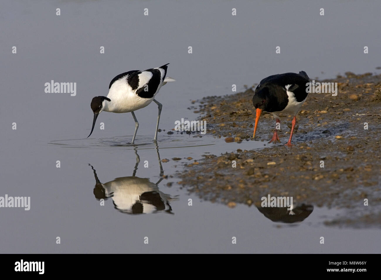 Eurasischen Austernfischer und Pied Avocet argumentieren; Scholekster de Kluut kibbelend Stockfoto