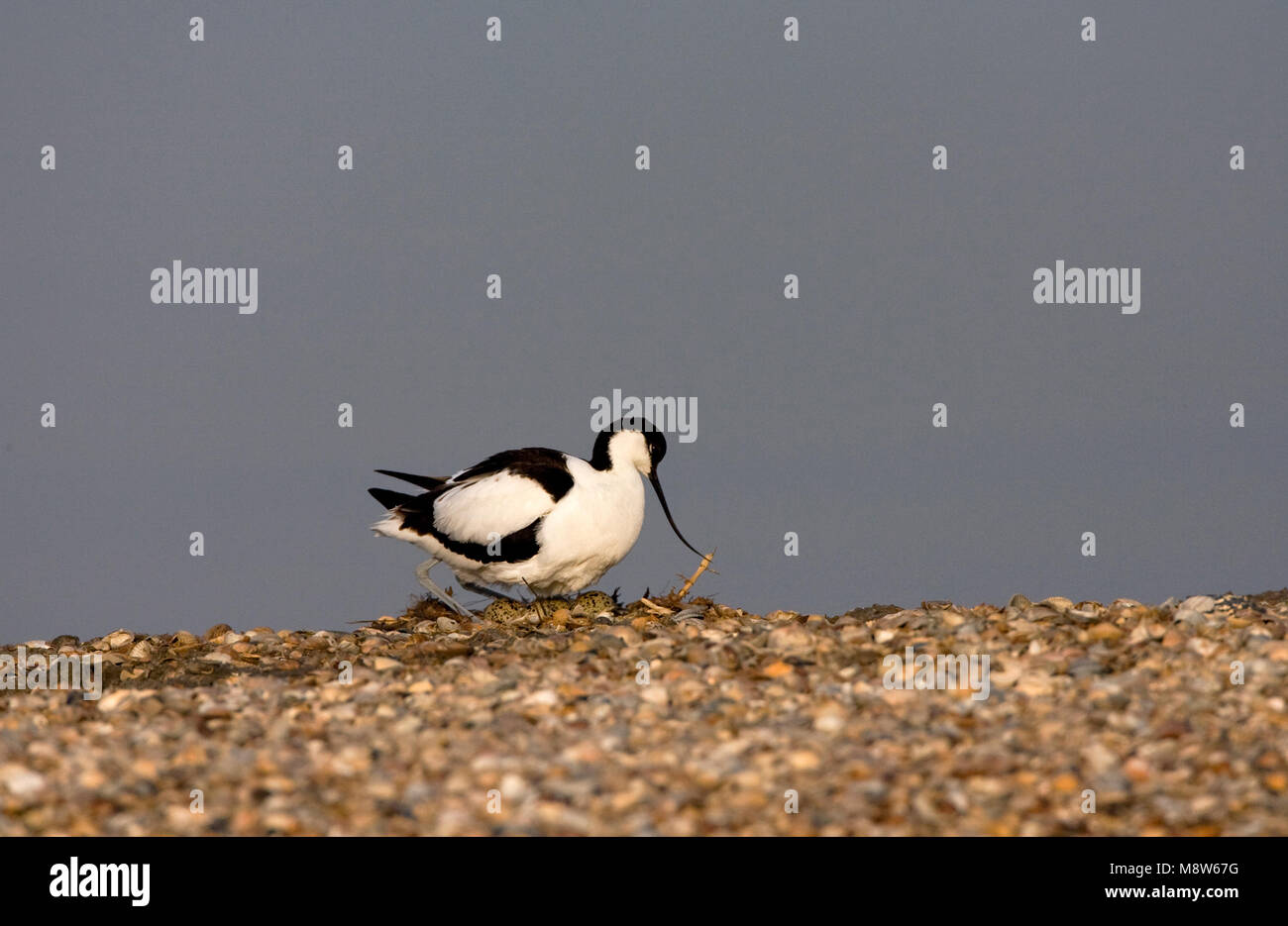 Kluut op Nest; Pied Avocet im Nest Stockfoto