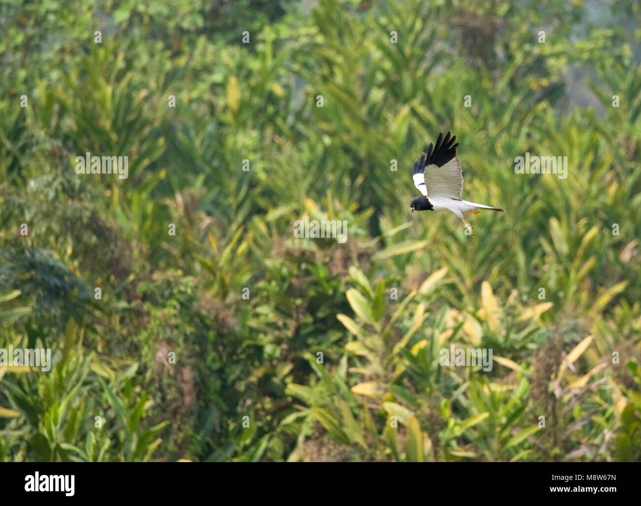 Nach mannetje Bonte Kiekendief in de Vlucht; erwachsenen männlichen Pied Harrier im Flug Stockfoto