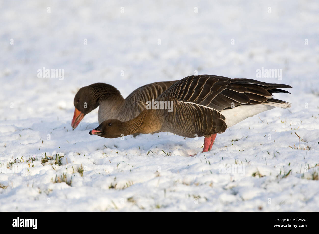 Gans im schnee -Fotos und -Bildmaterial in hoher Auflösung – Alamy