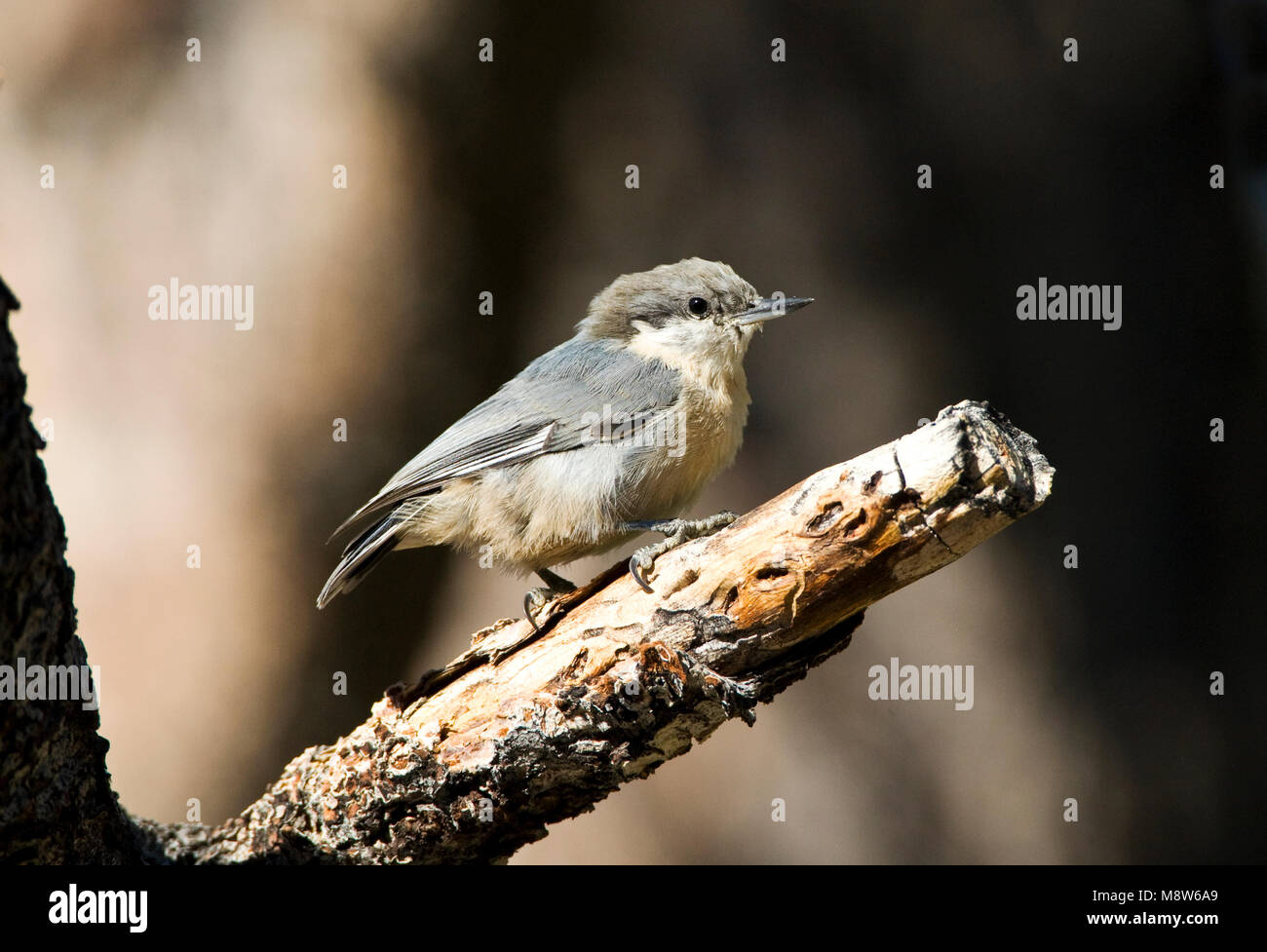 Kleine Boomklever, Pymgy Kleiber Stockfoto
