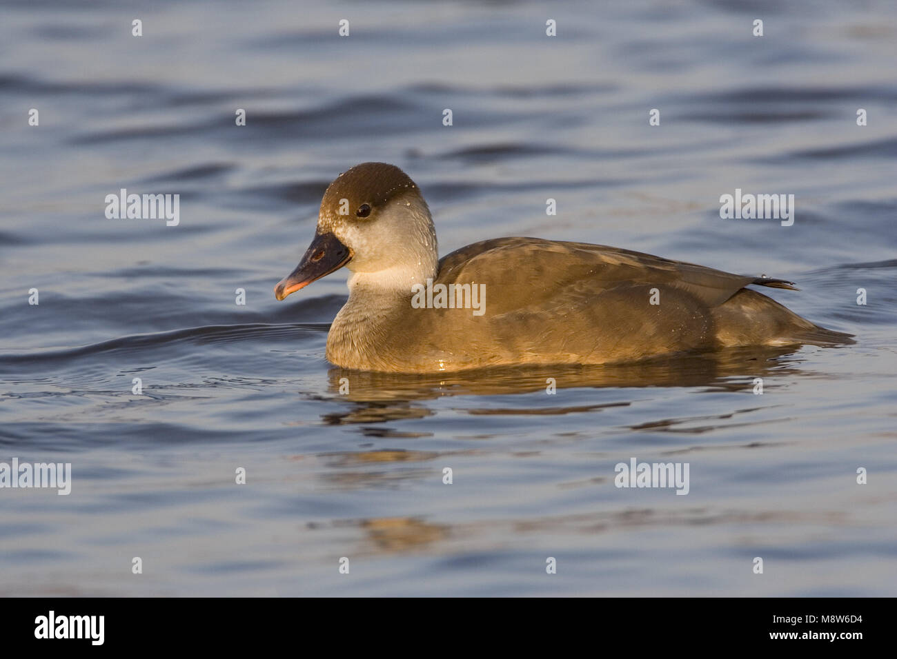 Kolbenente weiblichen Schwimmen; Krooneend zwemmend Vrouw Stockfoto