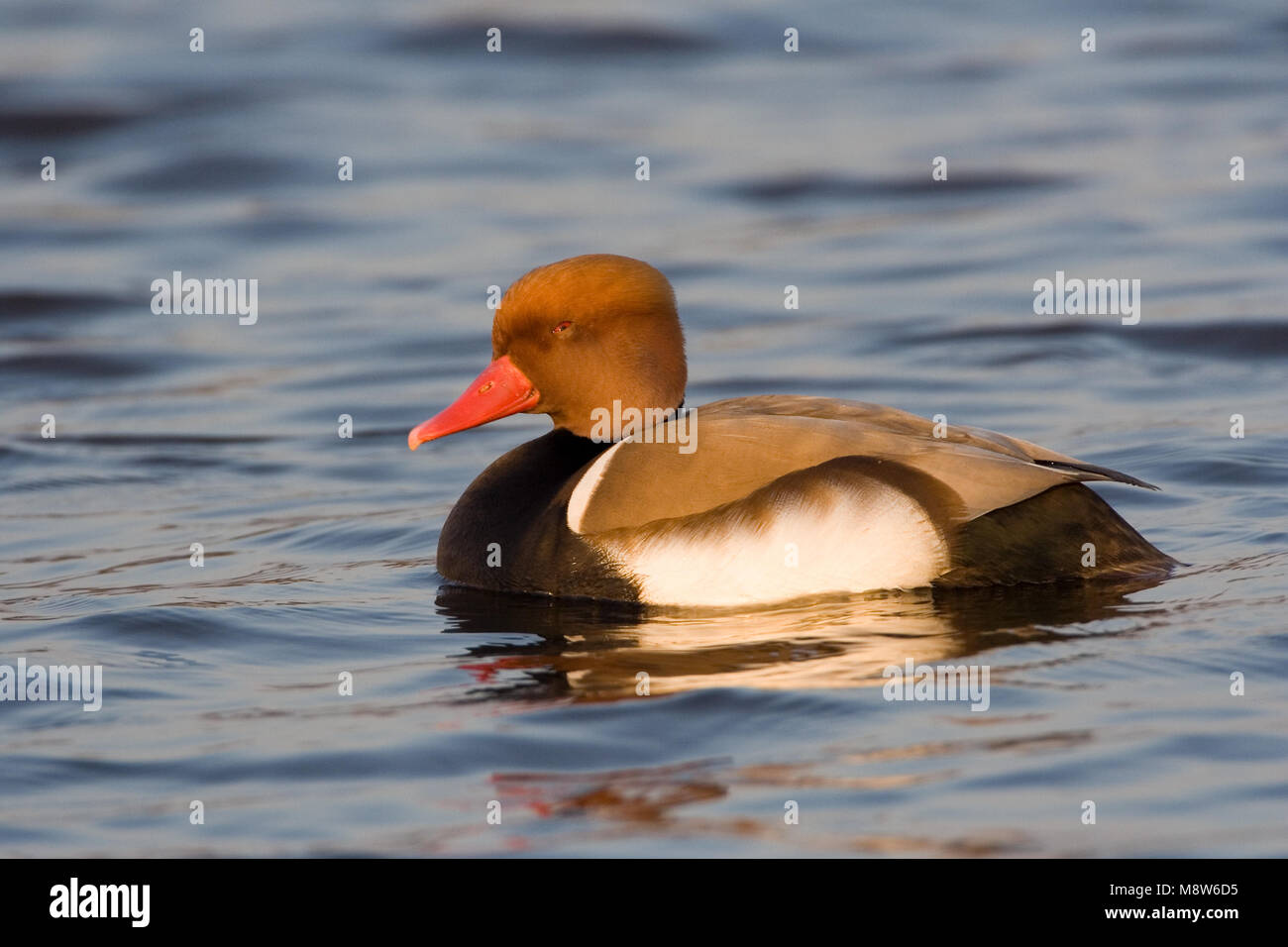 Kolbenente Männchen schwimmen; Krooneend Mann zwemmend Stockfoto