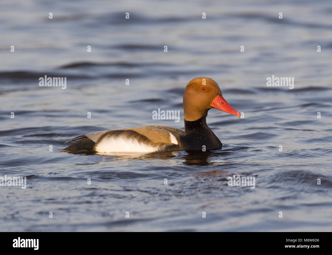 Kolbenente Männchen schwimmen; Krooneend Mann zwemmend Stockfoto