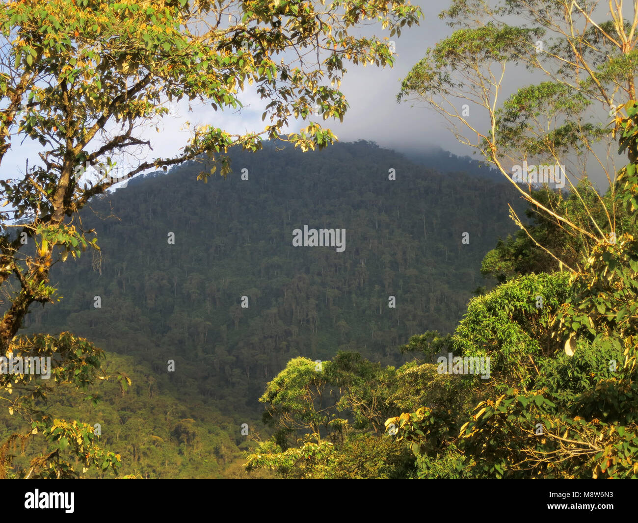 Reserva Ecologica Rio Blanco, Manizales, Kolumbien Stockfoto