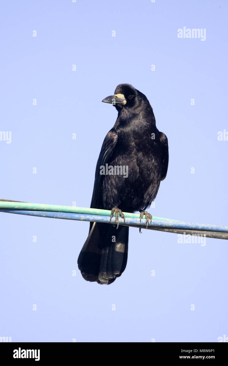 Roek op elecriciteitsdraad; Rook auf Draht Stockfoto