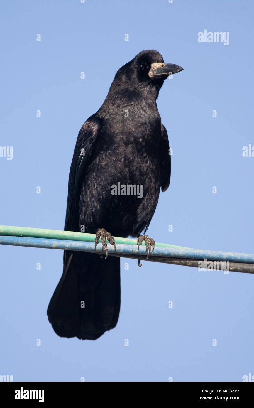 Roek op elecriciteitsdraad; Rook auf Draht Stockfoto