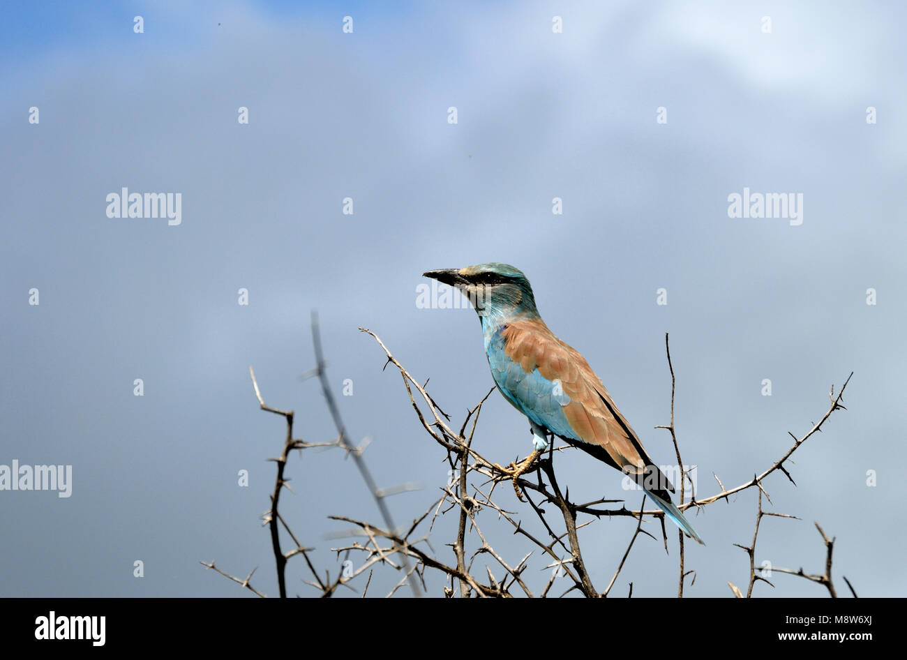 Eurasischen Walze (Coracias garrulus). Ein Sommer der Migranten in das südliche Afrika Stockfoto