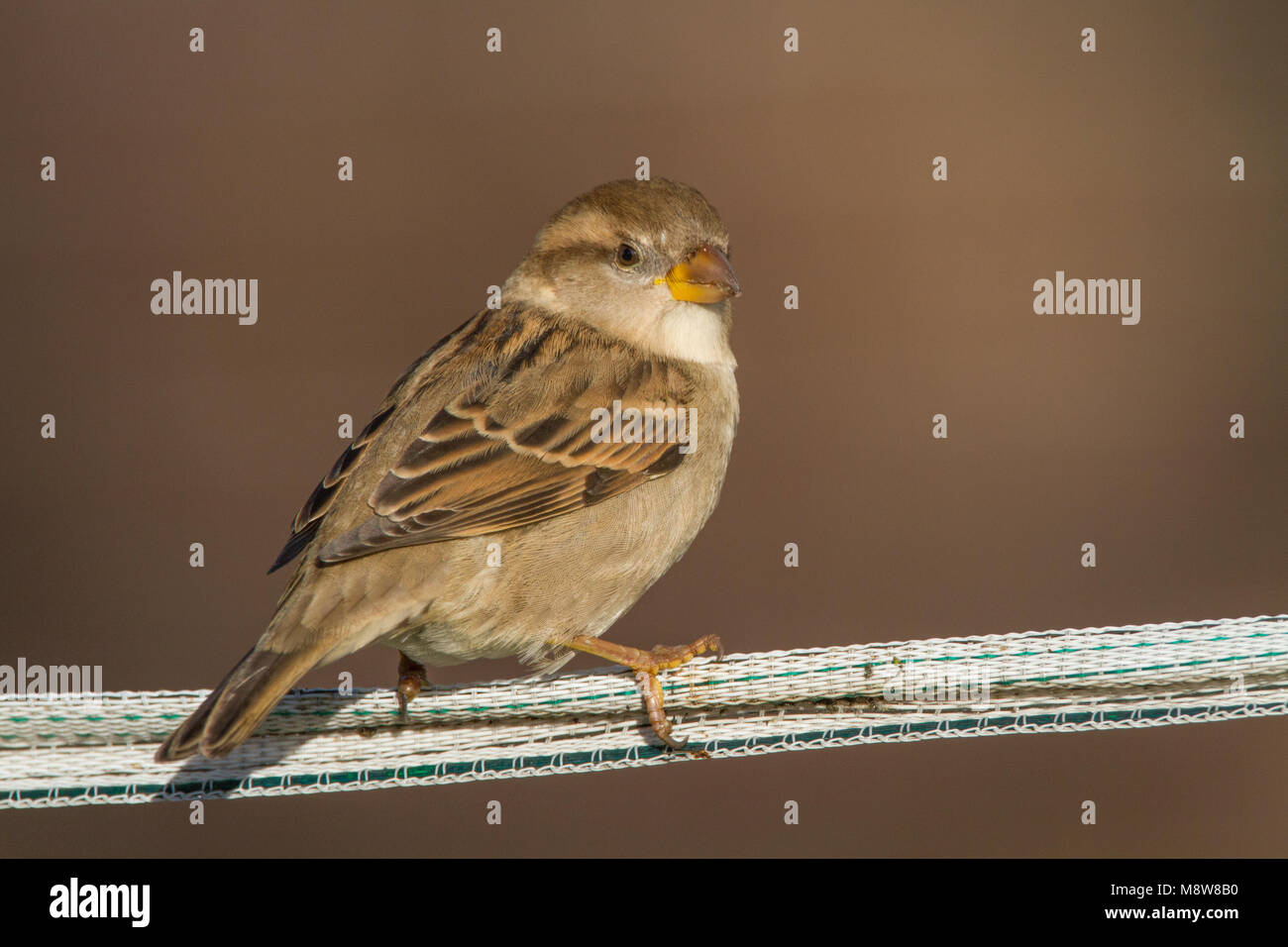 Huismus; House Sparrow, Passer domesticus Stockfoto