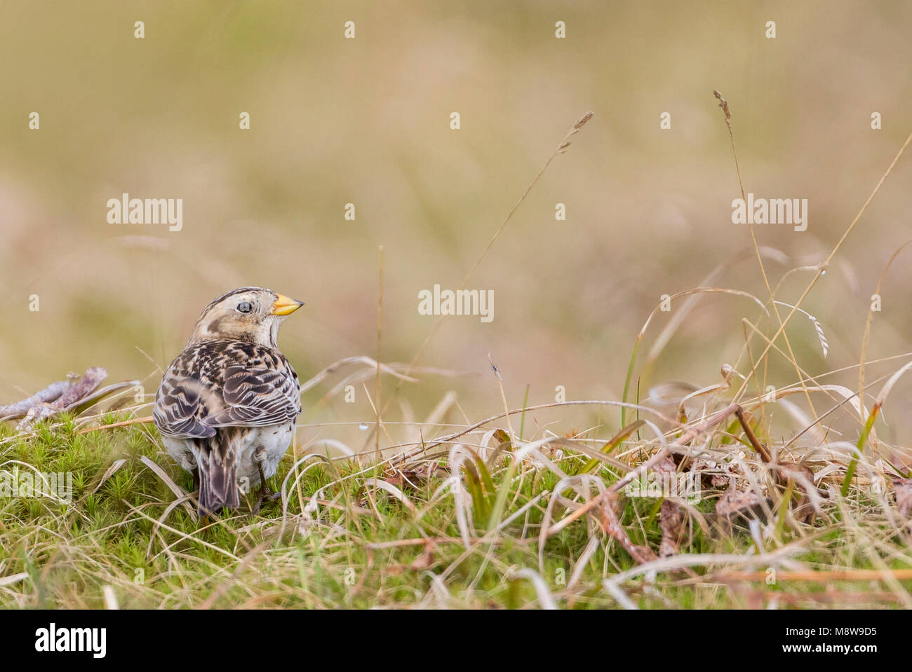 Lappland - Longspur Spornammer Calcarius lapponicus - ssp. Lapponicus, Russland, erwachsene Frau Stockfoto