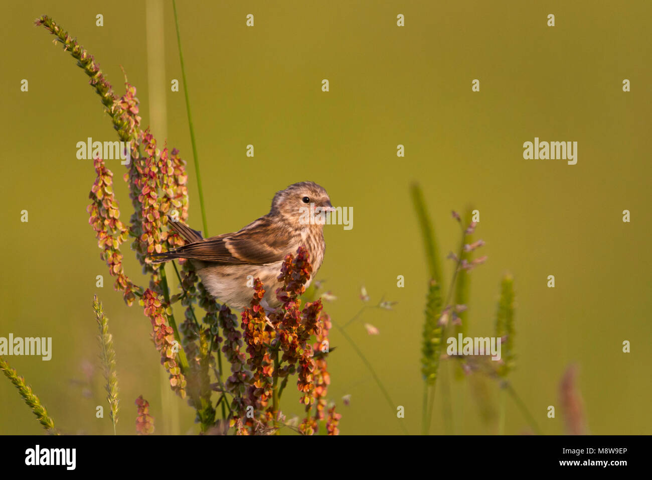 Weniger Redpoll - Alpen-Birkenzeisig - Carduelis cabarett, Österreich, Juvenile Stockfoto